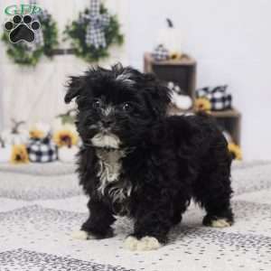 Buster, Havapoo Puppy